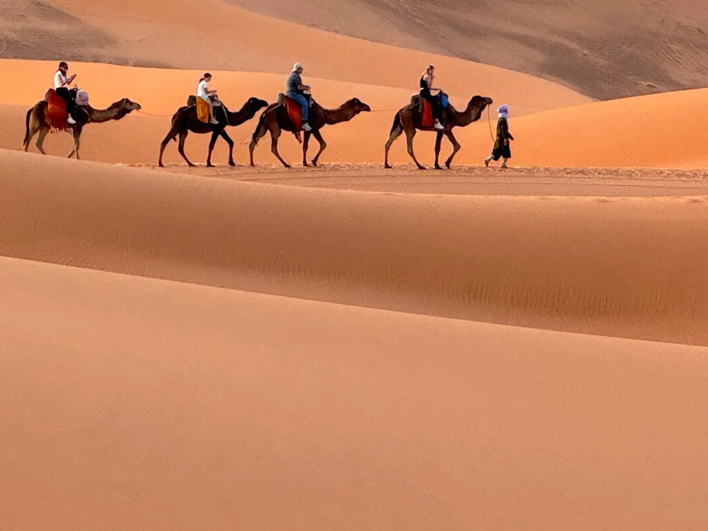 Camel trek with riders crossing the golden dunes of Merzouga