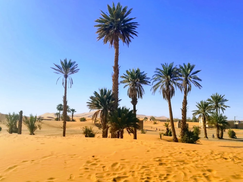Palmbomen in het zand aan de rand van de woestijn van Merzouga
