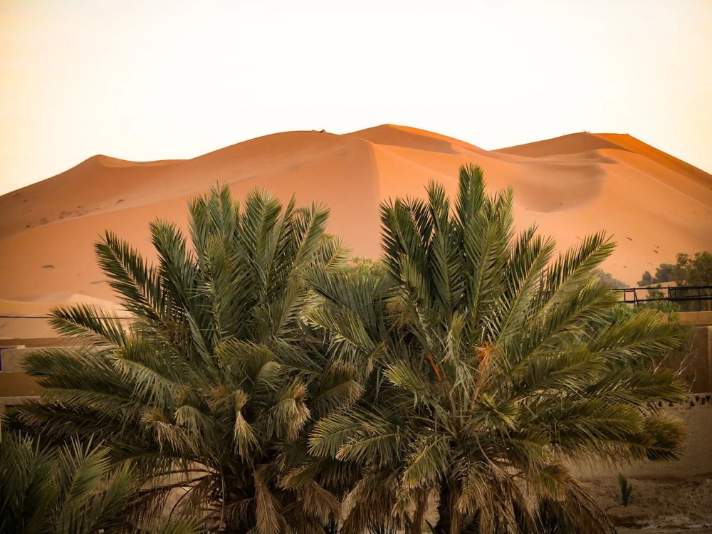 Dattelpalmen vor den hohen Dünen des Erg Chebbi in Merzouga